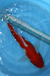 20070820 031t